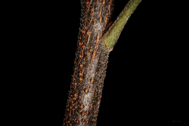 APII jpeg image of Lomatia tasmanica  © contact APII