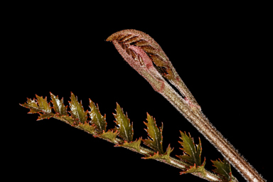 APII jpeg image of Lomatia tasmanica  © contact APII