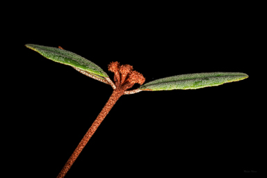 APII jpeg image of Phebalium speciosum  © contact APII