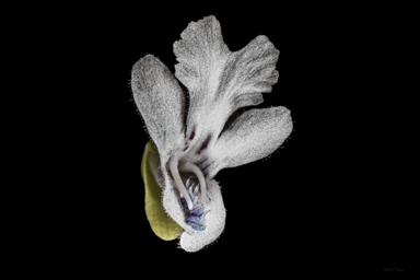 APII jpeg image of Prostanthera clotteniana  © contact APII