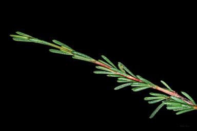 APII jpeg image of Thryptomene micrantha  © contact APII