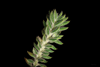 APII jpeg image of Westringia davidii  © contact APII