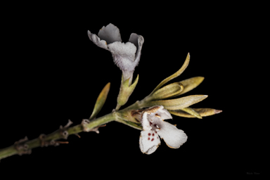 APII jpeg image of Westringia saxatilis  © contact APII