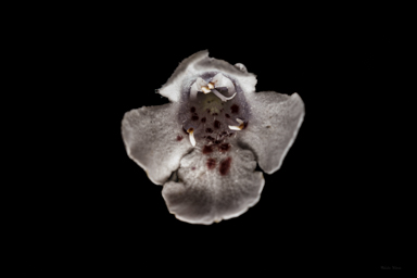 APII jpeg image of Westringia saxatilis  © contact APII