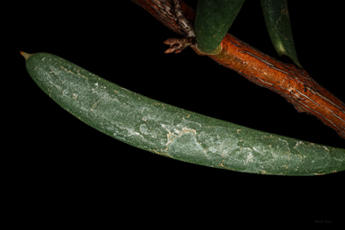 APII jpeg image of Hakea clavata  © contact APII
