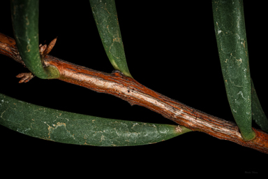 APII jpeg image of Hakea clavata  © contact APII