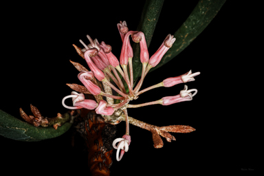 APII jpeg image of Hakea clavata  © contact APII