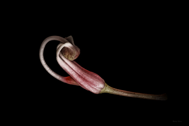 APII jpeg image of Hakea clavata  © contact APII