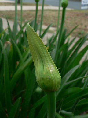 APII jpeg image of Agapanthus praecox subsp. orientalis  © contact APII