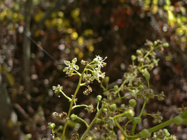 APII jpeg image of Ailanthus altissima  © contact APII