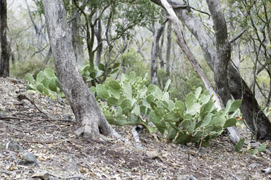 APII jpeg image of Opuntia stricta  © contact APII