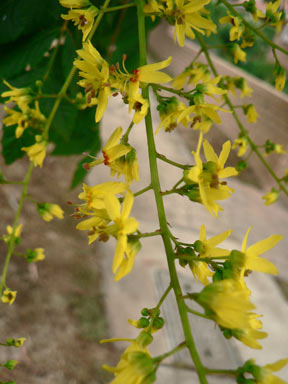 APII jpeg image of Koelreuteria paniculata  © contact APII