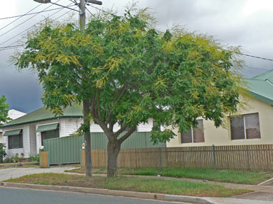 APII jpeg image of Koelreuteria paniculata  © contact APII