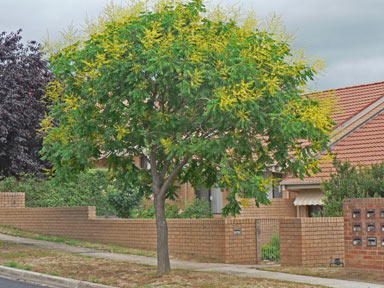 APII jpeg image of Koelreuteria paniculata  © contact APII