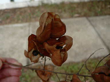 APII jpeg image of Koelreuteria paniculata  © contact APII