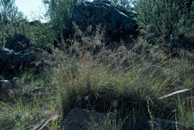 APII jpeg image of Eragrostis curvula  © contact APII