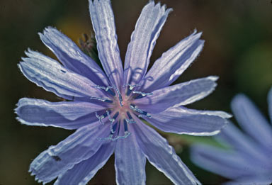 APII jpeg image of Cichorium intybus  © contact APII