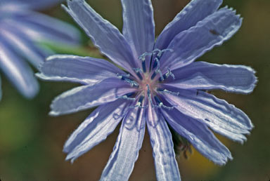 APII jpeg image of Cichorium intybus  © contact APII