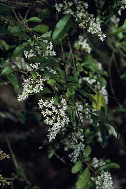 APII jpeg image of Ligustrum sinense  © contact APII