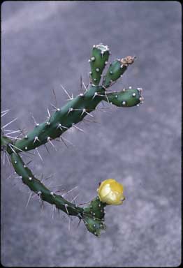 APII jpeg image of Opuntia aurantiaca  © contact APII