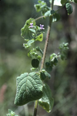 APII jpeg image of Hyptis suaveolens  © contact APII