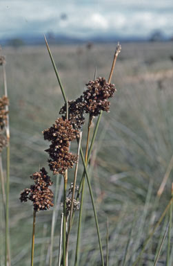 APII jpeg image of Juncus acutus  © contact APII