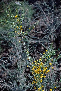 APII jpeg image of Acacia paradoxa  © contact APII