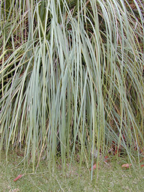 APII jpeg image of Cortaderia selloana  © contact APII