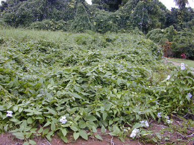 APII jpeg image of Thunbergia laurifolia  © contact APII