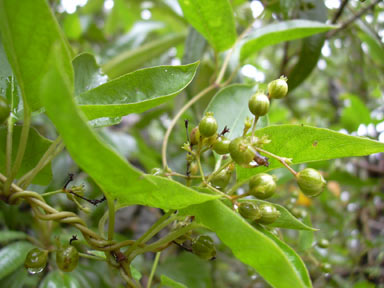 APII jpeg image of Paederia foetida  © contact APII