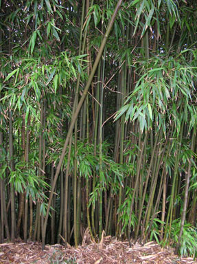 APII jpeg image of Phyllostachys nigra  © contact APII