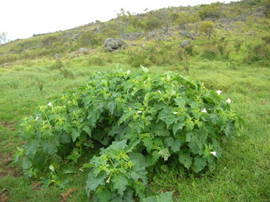 APII jpeg image of Datura stramonium  © contact APII