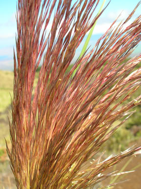 APII jpeg image of Cortaderia jubata  © contact APII