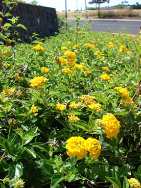 APII jpeg image of Lantana montevidensis  © contact APII