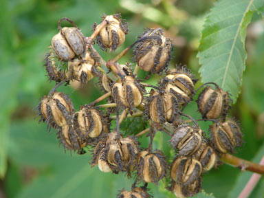 APII jpeg image of Ricinus communis  © contact APII