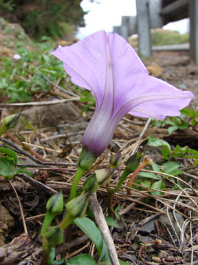 APII jpeg image of Ipomoea cairica  © contact APII