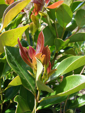 APII jpeg image of Psidium cattleyanum  © contact APII