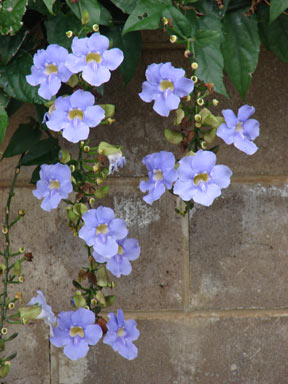 APII jpeg image of Thunbergia laurifolia  © contact APII