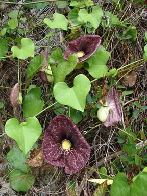 APII jpeg image of Aristolochia elegans  © contact APII