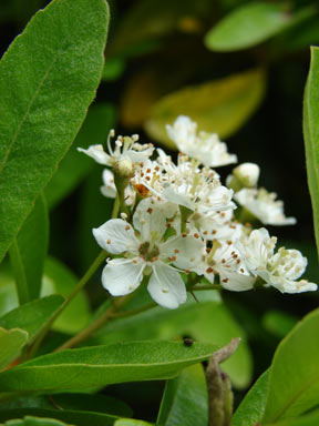 APII jpeg image of Pyracantha angustifolia  © contact APII