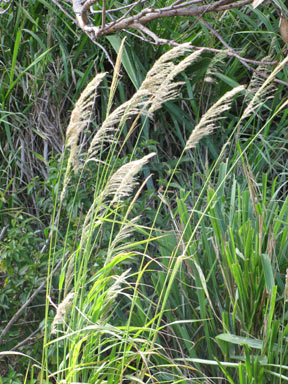 APII jpeg image of Digitaria insularis  © contact APII