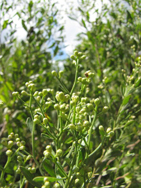 APII jpeg image of Baccharis halimifolia  © contact APII