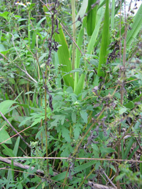 APII jpeg image of Ambrosia artemisiifolia  © contact APII