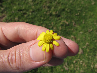 APII jpeg image of Senecio madagascariensis  © contact APII