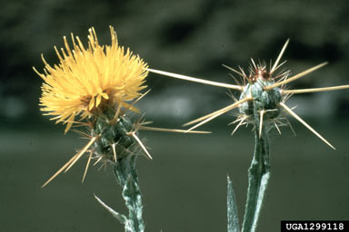 APII jpeg image of Centaurea solstitialis  © contact APII