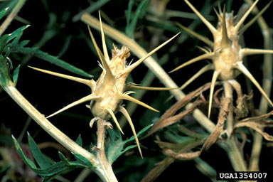 APII jpeg image of Centaurea calcitrapa  © contact APII