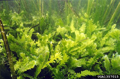 APII jpeg image of Caulerpa taxifolia  © contact APII