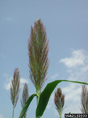 APII jpeg image of Arundo donax  © contact APII