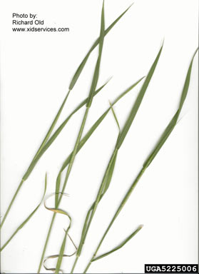 APII jpeg image of Aegilops cylindrica  © contact APII