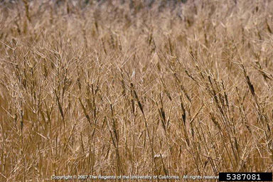 APII jpeg image of Aegilops triuncialis  © contact APII